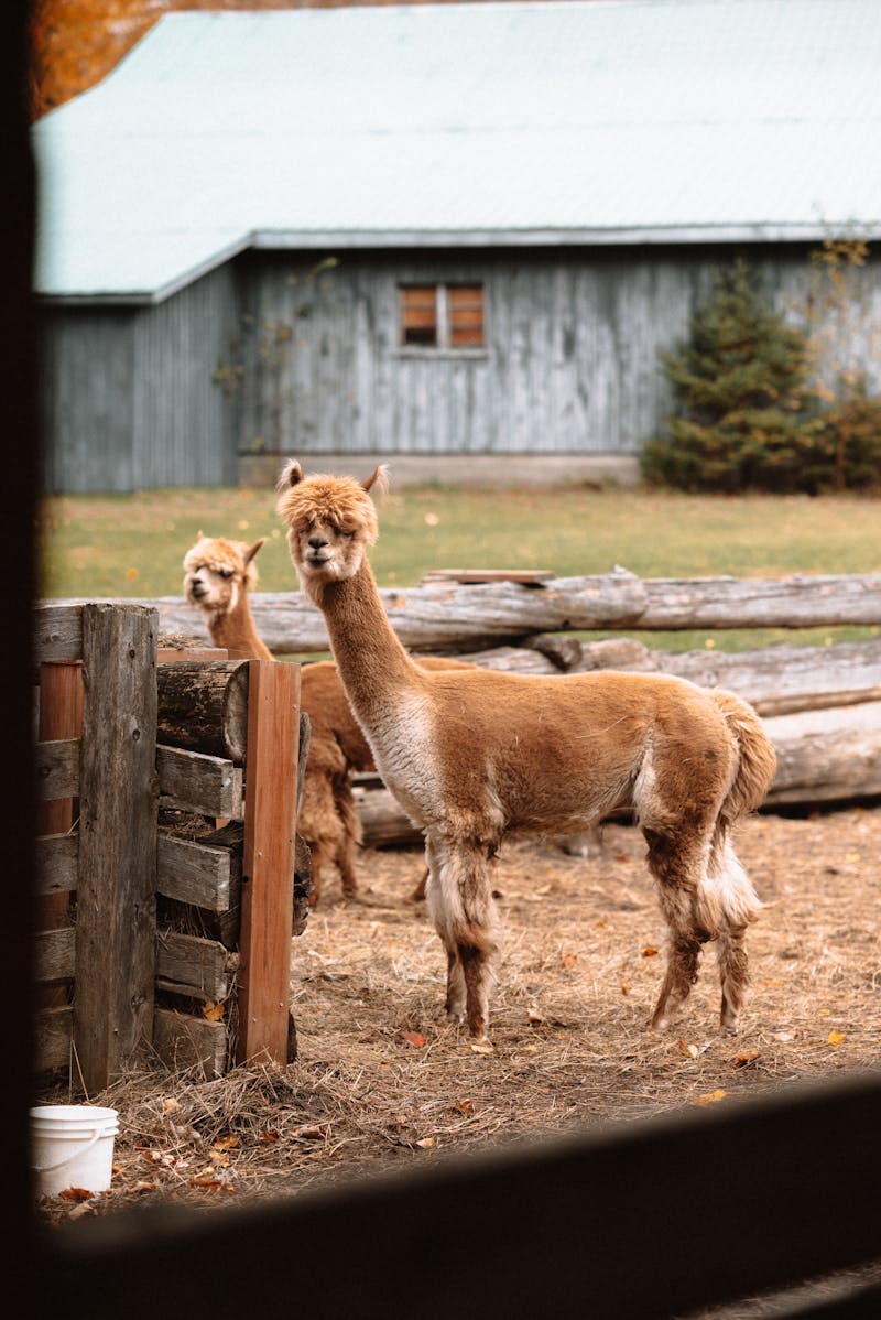 Alpacas on a family-run farm with rustic wooden fencing
