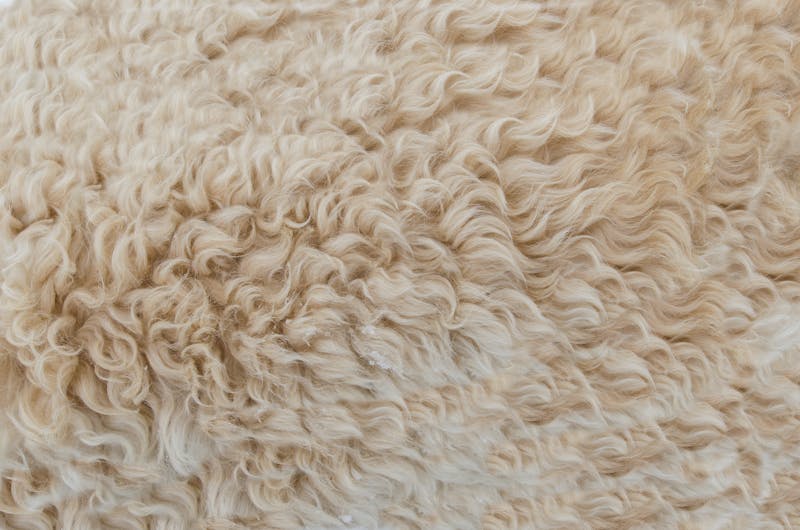 Soft, clean curly alpaca fleece in warm cream tones