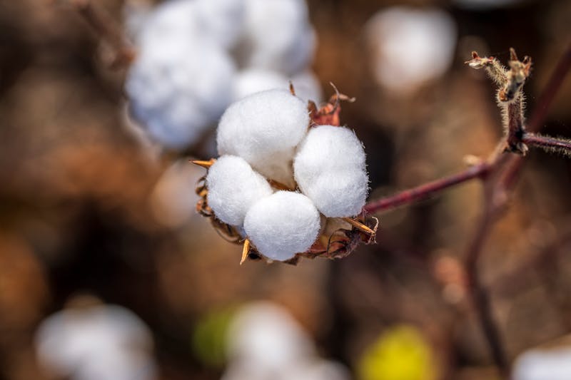 Close-up of a cotton boll