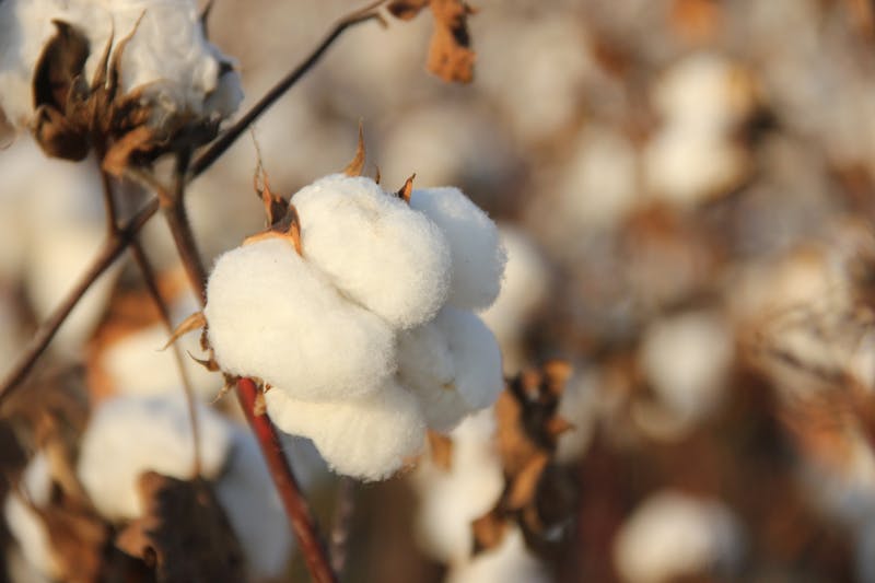 Cotton boll in warm sunlight