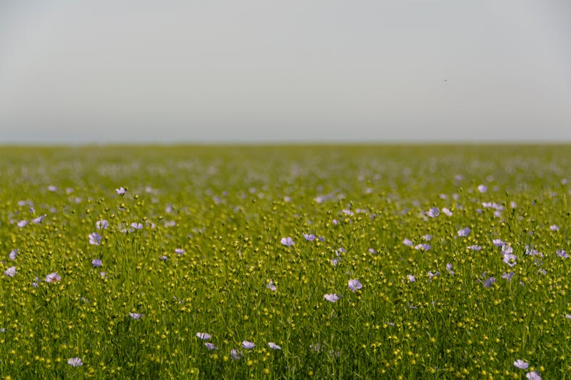 Flax field stretching to the horizon