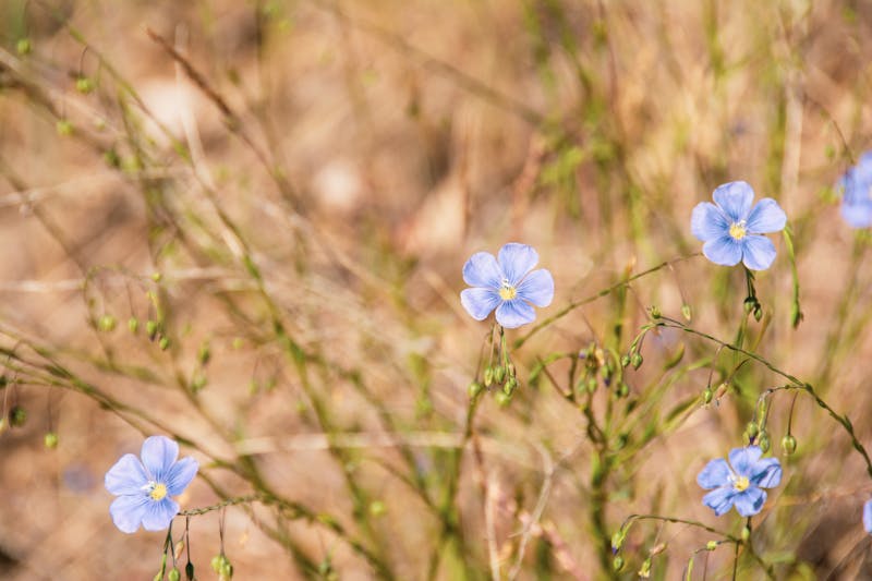 Delicate blue flax flowers in bloom