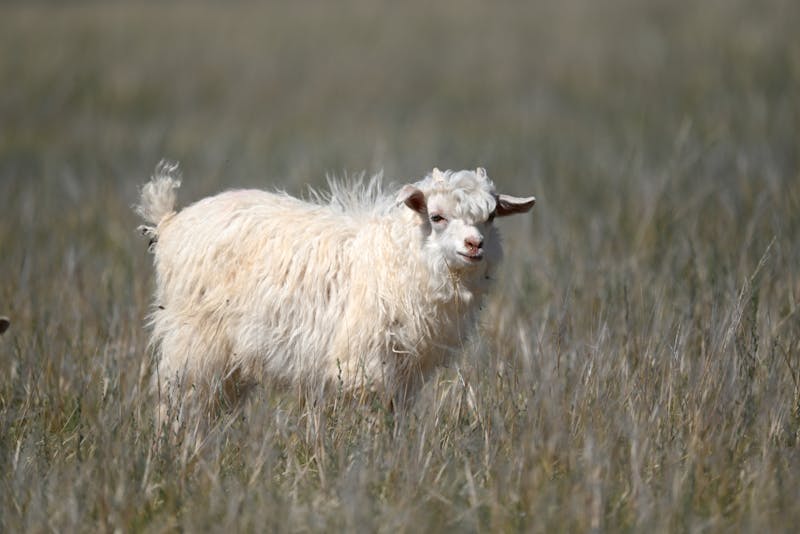 Fluffy white goat in grassland