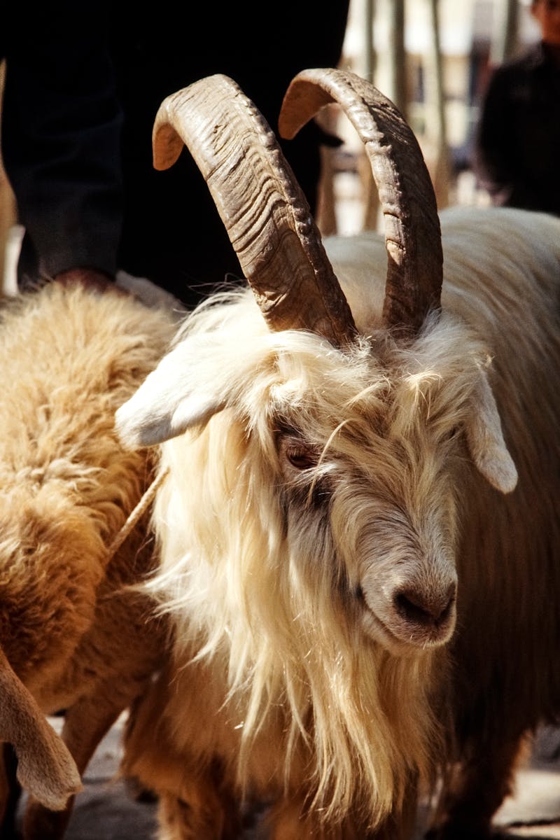 Majestic long-horned goat in sunlight