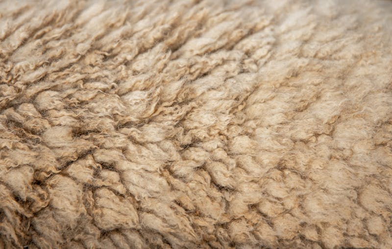 Raw wool fleece texture